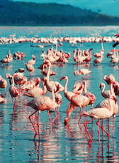 Kenya : 7-Day Safari Adventure