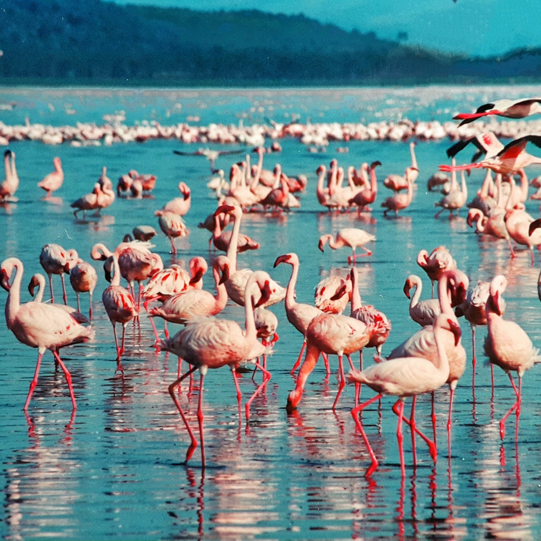 Kenya : 7-Day Safari Adventure