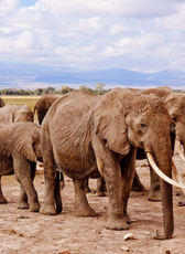 Kenya : 7-Day Safari Adventure
