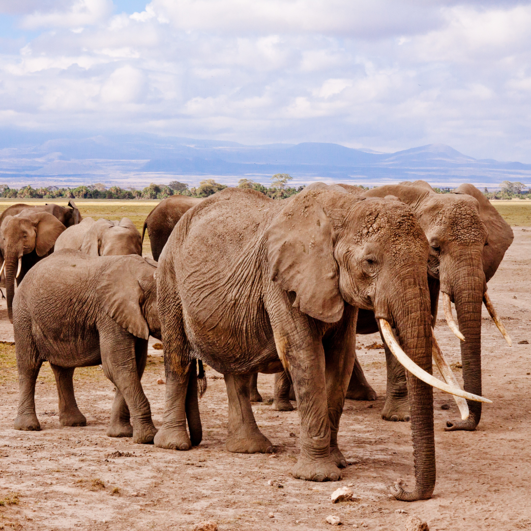 Kenya : 7-Day Safari Adventure