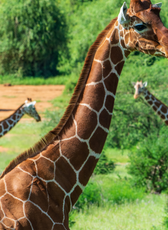 Kenya : 7-Day Safari Adventure
