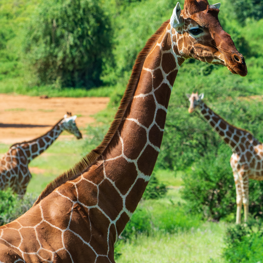 Kenya : 7-Day Safari Adventure