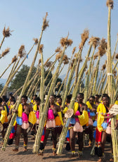 Eswatini : Le Festival des Roseaux