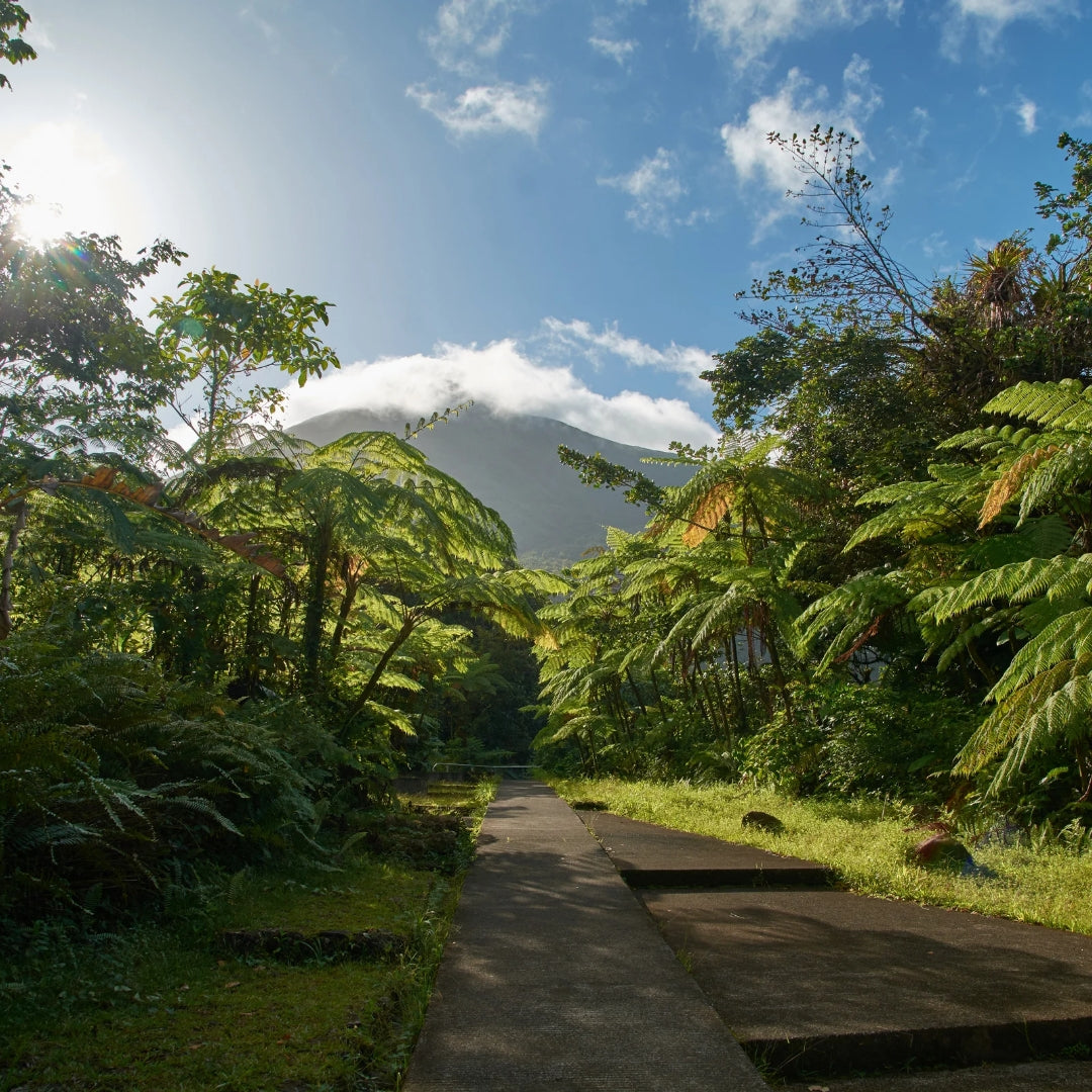 8 days in Guadeloupe : A Journey to the Carnival Spirit